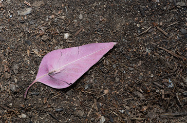 Violet leaf on the ground