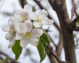 apple blossom
