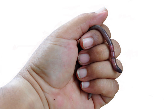Earthworm held in hand