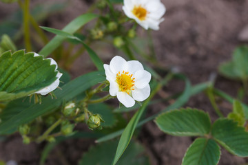 strawberry flower