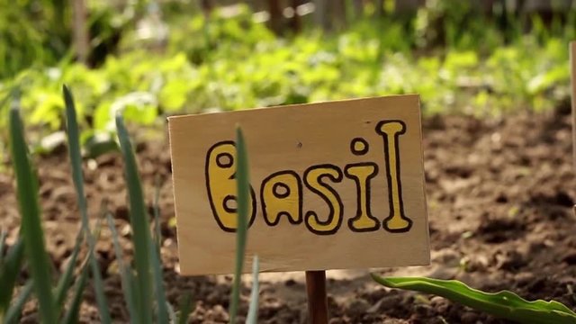plant's sign. basil