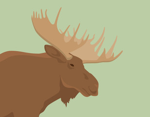 moose head live view from side vector illustration