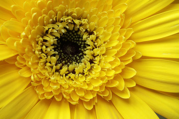 close up yellow flower