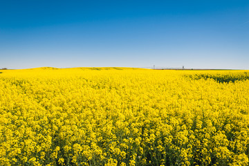 Obraz premium Yellow meadow under blue sky with clouds