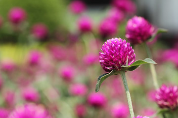 Fototapeta premium pink flower
