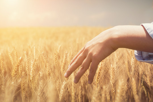 Woman Hand on Wheats