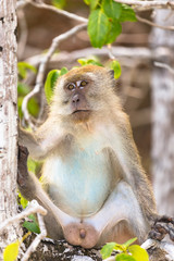 Natural Monkey sit on the branch tree