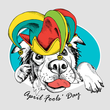 Australian shepherd dog in a april fools' hat. Vector illustration.