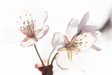Fototapeta premium High key image of cherry blossoms