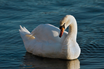 Obraz premium Mute Swan (cygnus olor)