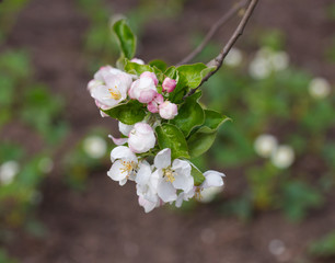 apple blossom