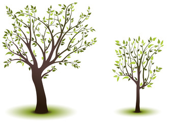 Obraz premium Green Deciduous Trees - Colored Illustration, Vector