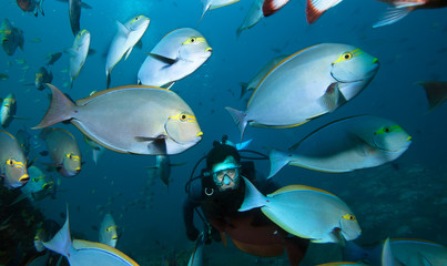 Diver and school of fish fish, Raja Ampat. Indonesia.
