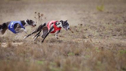 Coursing, passion and speed.  Whippet dog running.