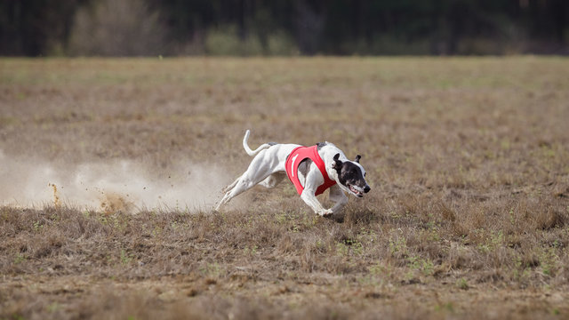 Coursing, passion and speed.  Whippet dog running.