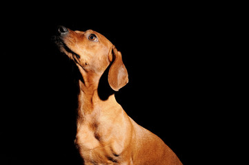 brown dachshund dog isolated over black background