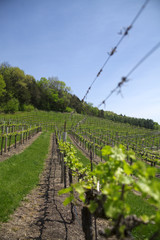 Fototapeta na wymiar Early Spring Grape Vineyard