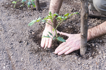 Close-up of farmer planting tomatoes in the garden in spring