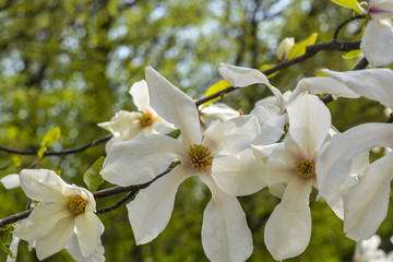 дерево магнолия расцвело нежными белыми цветами