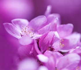 Fototapeta na wymiar Spring Pink Flowers