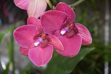 Orchidee