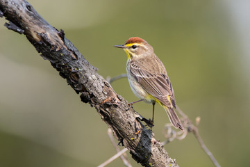 Palm Warbler