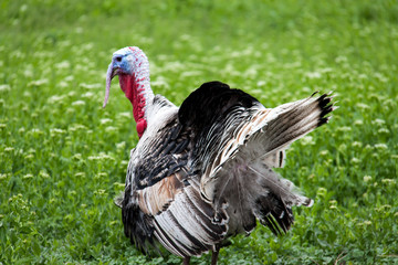 turkey grazing on green grass in the village