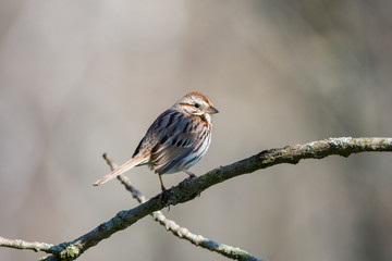 Song Sparrow