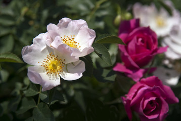 Wild rose blossom, lit by sun.