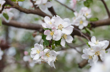Fototapeta premium apple blossom