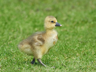 Greylag goose (Anser anser)