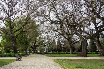  park with wooden benches and large branched trees