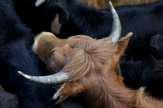 Pikador-Bilder: Stock-Fotos & -Videos. | Adobe Stock