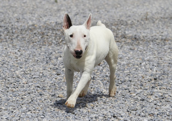 Smiling mini bull terrier walking in the rocks