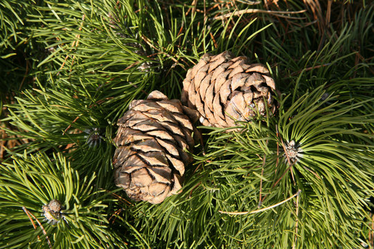 Pine cones