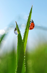 Obraz premium Fresh green grass with dew drops and ladybird closeup