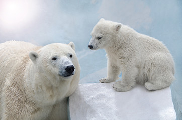 Fototapeta na wymiar Белая медведица с медвежонком.