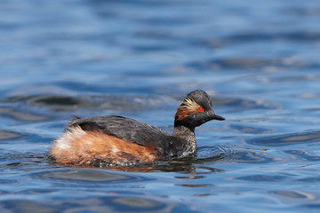 Black-necked grebe (Podiceps nigricollis)