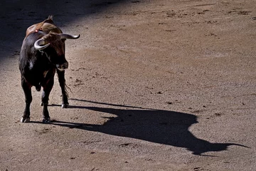 Fototapete Stierkampf Toro bei Sonnenuntergang, wirft seinen Schatten auf den Sand der Stierkampfarena