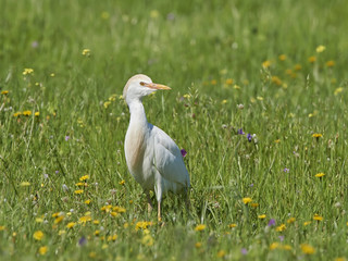 Cattle egret (Bubulcus ibis)