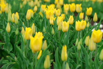 Obraz premium Tulips in spring field