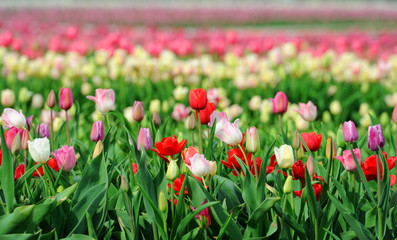 Tulips in spring field