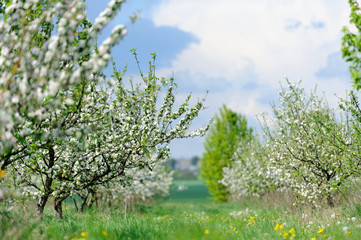 White blossom of apple trees in springtime
