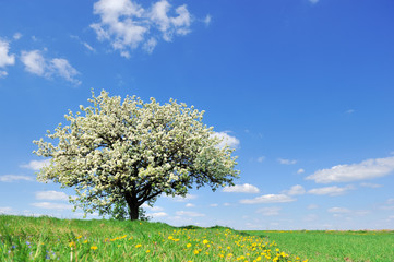 Single blossoming tree in spring