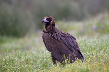 Black vulture (Aegypius monachus)
