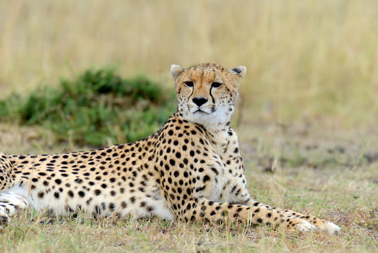 Cheetah on savannah in Africa