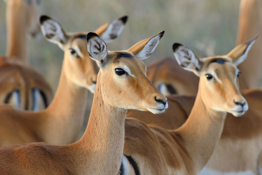 Fototapeta Impala on savanna in Africa