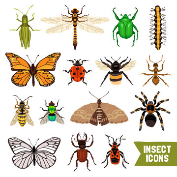 Insects Icons Set