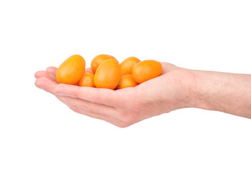 Kumquat fruit in hand