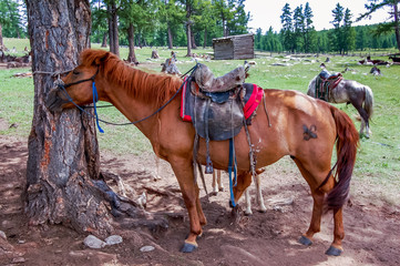 Saddled Mongolian horses waiting for riders in khovsgol national park, northern Mongolia.